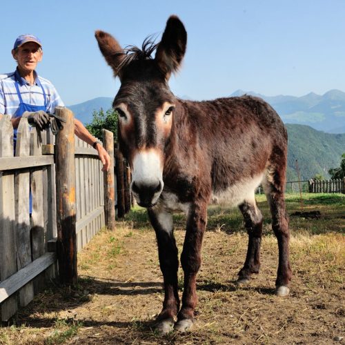 Children’s holidays at the farm in South Tyrol