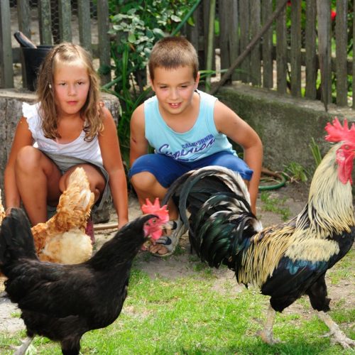 Children’s holidays at the farm in South Tyrol