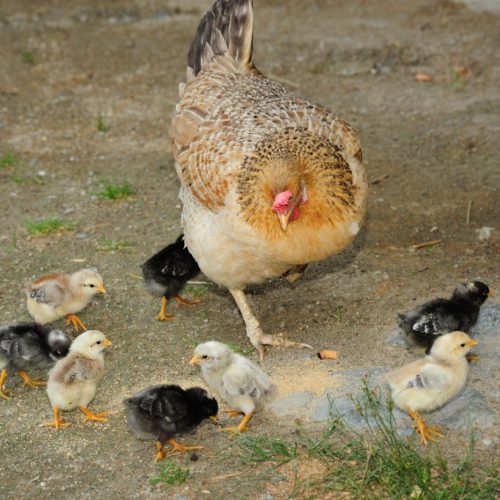 Children’s holidays at the farm in South Tyrol