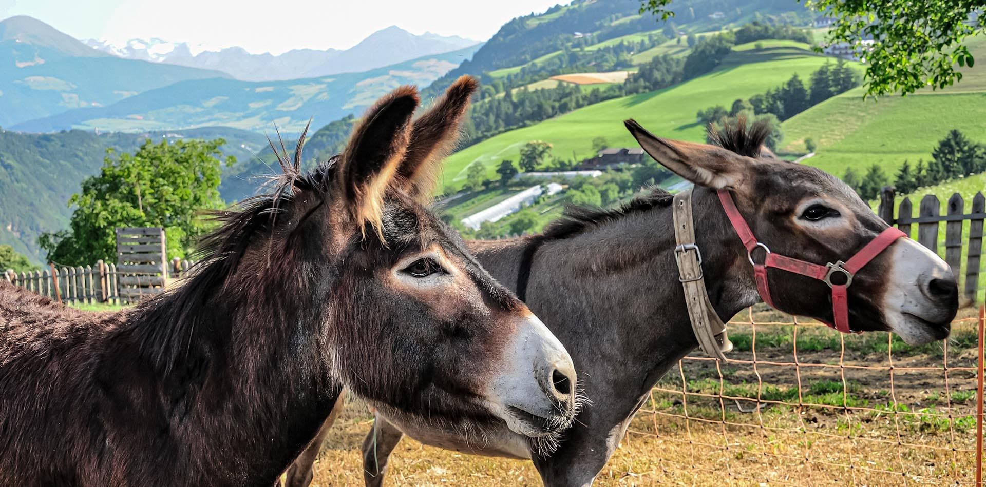 Urlaub am Bauernhof in Brixen - Südtirol